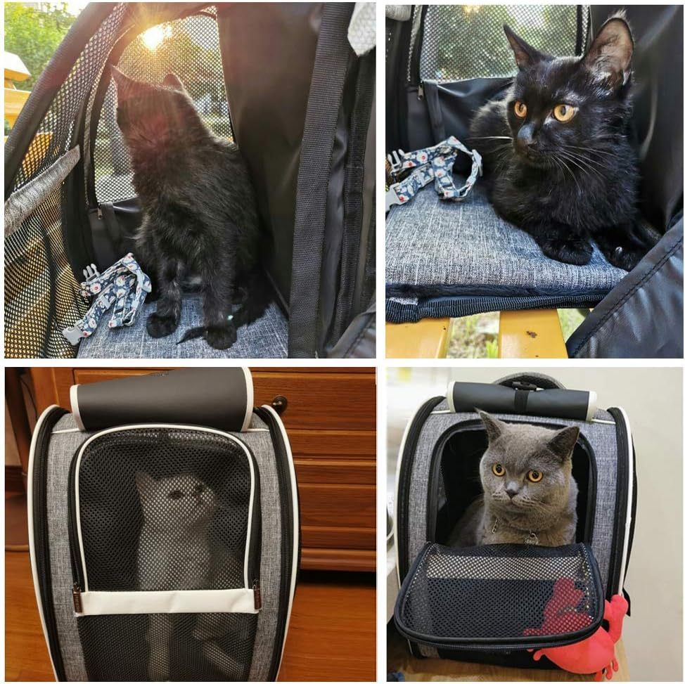 Transporteurs innovants pour animaux de compagnie à dos à bulles pour chats et chiens